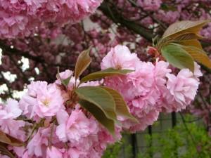 Arbori foiosi PRUNUS SERRULATA `KICU-SHIDARE-ZAKURA`/ CIRES JAPONEZ 10/12 circumf. trunchi (50 litri)