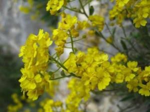 Flori de gradina  perene CIUCUSOARA/ALYSSUM SAXATILE