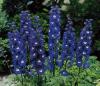 Flori de gradina perene Delphinium cultorum Delf Blue(nemtisorul de camp), culoare albastru inchis -clt3