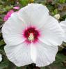 Flori perene hibiscus moscheutos extreme white eye3 litri