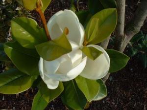 Magnolia parfumata de vara MAGNOLIA GRANDIFLORA GALLISSONIENSIS h=150-175 cm