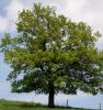 Quercus robur h 60-80 cm  ghiveci 3l