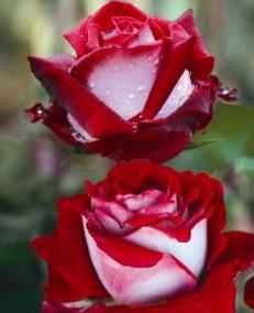 Trandafiri de gradina cu radacina Osiria