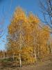 Arbori foiosi betula pendula / mesteacan 14/16 cm