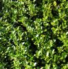 Arbust frunze persistente ilex crenata green hedge,