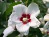 Arbusti de hibiscus syriacus red heart cu, ghiveci 5