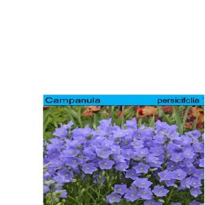Flori de gradina perene Campanula persicifolia Takion Blue  ghiv 11 cm
