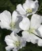 Flori de gradina perene geranium sanguineum album la