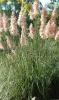 Ierburi graminee cortaderia selloana rosea (iarba de pampas)