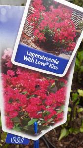 Lagerstroemia indica Wit Love Kiss  (liliac indian), ghiveci 10 l, h=50-80 ( ramificat)