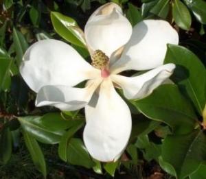 Magnolia grandiflora Gallissoniensis  Grandiflora Alta ( rezistenta la ger ) h=30  -40 cm ghiv 7 l