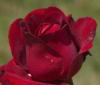 Trandafiri de gradina Ingrid Bergman, planta formata cu radacina in ghivece de 3.5 litri