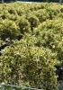 Arbust forme tunse bila pe tulpina/ ilex aquifolium `argenteomarginata