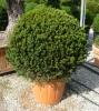 Arbusti  forme tunse bila / taxus baccata