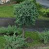 Arbusti rasinosi forma altoita juniperus conferta