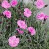 Flori de gradina perene garofite dianthus gratianopolianus pink jewel,