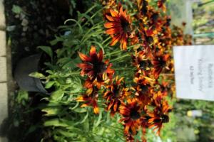 RUDBECKIA KISSING SMILEY P23