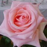 Trandafir de gradina cu radacina ambalata `Michelle Meilland`