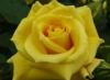 Trandafiri parfumati de gradina Polyantha Friesia, planta formata cu radacina in ghiveci de 3.5 litri