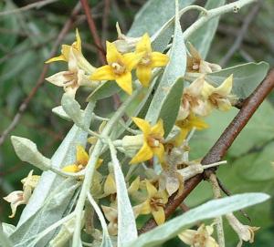 Arbori foiosi ELAEAGNUS ANGUSTIFOLIA / Salcioara parfumata h=40 cm