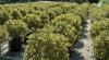 Arbust forme tunse bila/ ilex aquifolium `argenteomarginata ` diam