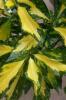 Arbust frunze persistente Aucuba japonica Picturata, h=60-80, foarte ramificata