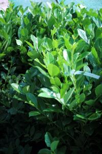 Arbusti foiosi evergreen PRUNUS LAUROCERASUS ROTUNDIFOLIA ghiveci 7 litri, h=80/100, pentru garduri vii