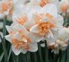 Bulbi de narcise, Delnashaugh, 5 buc/punga, floare batuta, alb cucentrul piersiciu