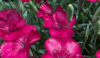 Flori de gradina perene garofite dianthus gratianopolianus blavigel,