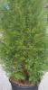 Gard viu rasinoase Cupressocyparis leylandii Pyramidalis 120 cm clt 5/7 l