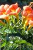 Plante agatatoare Campsis Madame Gallen la ghiveci 3 litri, h=80-100 cm