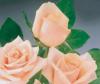 Trandafiri parfumati de gradina Vivaldi, planta formata cu radacini in ghivece de 3.5 litri