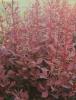 Arbusti cu frunze rosii pentru garduri vii berberis