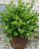 Arbusti evergreen buxus sempervirens