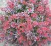 Arbusti pitici berberis thunbergii atropurpurea nana