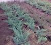 Arbusti rasinosi juniperus horizontalis blue chip clt