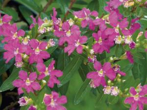 Cuphea hyssopifolia (cuphea) ghiv. 9 cm