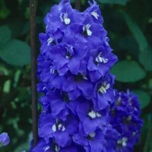 Flori de gradina  perene Delphinium grandiflorum Blue Bird (nemtisorul de camp)