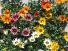 Flori de gradina anuale GAZANIA SPLENDENS MIX/ Gazania Flori la ghivece de 9 cm