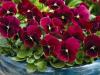 Flori de gradina bienale viola mini red / panselute miniaturale flori