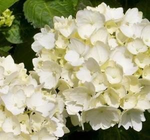 Flori perene Hortensia / HYDRANGEA MACROPHYLLA WHITE  h=30 cm , ghiveci 3-4 litri