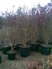 Magnolia soulangiana `lennei` ghiveci 30 litri,