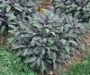 Plante aromatice de gradina salvia officinalis var purpurascens in