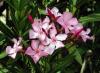 Plante de balcon nerium oleander (leandru roz)