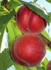 Pomi fructiferi piersic soiul springcrest in ghivece.
