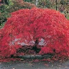 Artar japonez ACER PALMATUM DISSECTUM INABA SHIDARE CLT 35,coroana tip umbrela  1/2 F 100/125