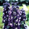 Flori de gradina  perene Delphinium grandiflorum King Arthur (nemtisorul de camp)