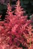 Flori de gradina perene astilbe x ardendsii bressingham beauty,