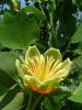 Liriodendron tulipifera  / arborele lalea, ghiveci