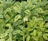 Plante aromatice de gradina salvia officinalis